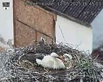 Capi_Dubne_20250512_164503.jpg