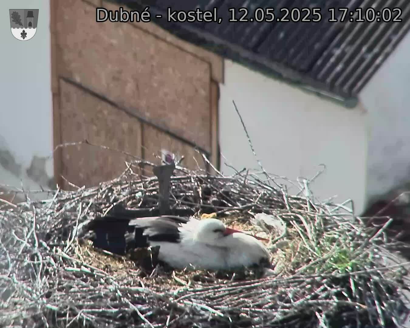 Capi_Dubne_20250512_171002.jpg (1350 x 1080)