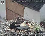 Capi_Dubne_20250512_174502.jpg