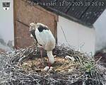 Capi_Dubne_20250512_182002.jpg