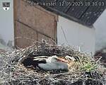 Capi_Dubne_20250512_183003.jpg