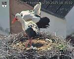 Capi_Dubne_20250512_183502.jpg