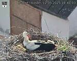 Capi_Dubne_20250512_184003.jpg