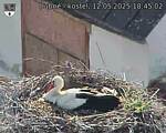 Capi_Dubne_20250512_184502.jpg