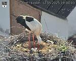 Capi_Dubne_20250512_190003.jpg