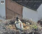 Capi_Dubne_20250512_190503.jpg