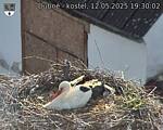 Capi_Dubne_20250512_193002.jpg