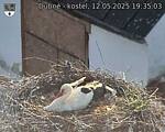 Capi_Dubne_20250512_193503.jpg