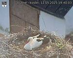 Capi_Dubne_20250512_194003.jpg