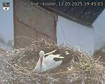 Capi_Dubne_20250512_194503.jpg