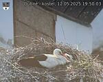 Capi_Dubne_20250512_195003.jpg