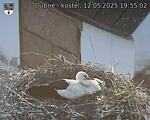 Capi_Dubne_20250512_195502.jpg