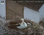 Capi_Dubne_20250512_200003.jpg