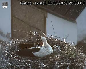 Capi_Dubne_20250512_200003.jpg (1350 x 1080)