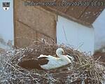 Capi_Dubne_20250512_201003.jpg