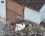 Capi_Dubne_20250512_202502.jpg