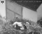 Capi_Dubne_20250512_210003.jpg
