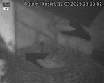 Capi_Dubne_20250512_232502.jpg