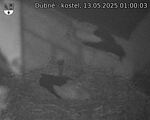Capi_Dubne_20250513_010003.jpg