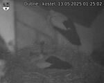 Capi_Dubne_20250513_012502.jpg