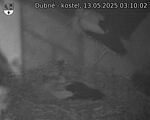 Capi_Dubne_20250513_031002.jpg
