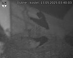 Capi_Dubne_20250513_034003.jpg