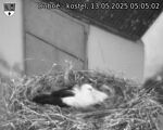 Capi_Dubne_20250513_050502.jpg