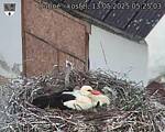 Capi_Dubne_20250513_052503.jpg