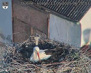 Capi_Dubne_20250513_062003.jpg (1350 x 1080)