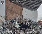Capi_Dubne_20250513_071503.jpg