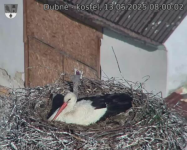 Capi_Dubne_20250513_080002.jpg (1350 x 1080)