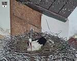 Capi_Dubne_20250513_085503.jpg