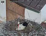 Capi_Dubne_20250513_090002.jpg