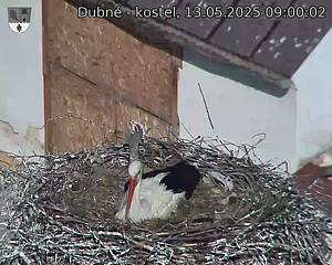 Capi_Dubne_20250513_090002.jpg (1350 x 1080)