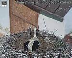 Capi_Dubne_20250513_095003.jpg