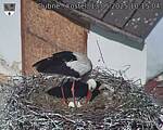 Capi_Dubne_20250513_101504.jpg