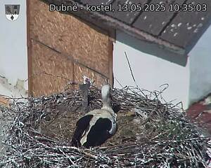 Capi_Dubne_20250513_103503.jpg (1350 x 1080)