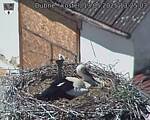 Capi_Dubne_20250513_132503.jpg
