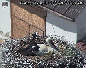 Capi_Dubne_20250513_134502.jpg (1350 x 1080)