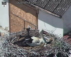 Capi_Dubne_20250513_140003.jpg (1350 x 1080)