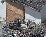 Capi_Dubne_20250513_140503.jpg
