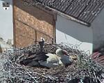 Capi_Dubne_20250513_141003.jpg