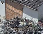 Capi_Dubne_20250513_142503.jpg
