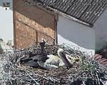 Capi_Dubne_20250513_144002.jpg