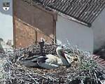 Capi_Dubne_20250513_150002.jpg