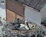 Capi_Dubne_20250513_151002.jpg