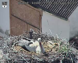 Capi_Dubne_20250513_164003.jpg (1350 x 1080)