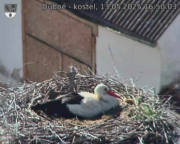 Capi_Dubne_20250513_165003.jpg (1350 x 1080)