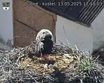 Capi_Dubne_20250513_171003.jpg