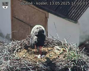 Capi_Dubne_20250513_171003.jpg (1350 x 1080)